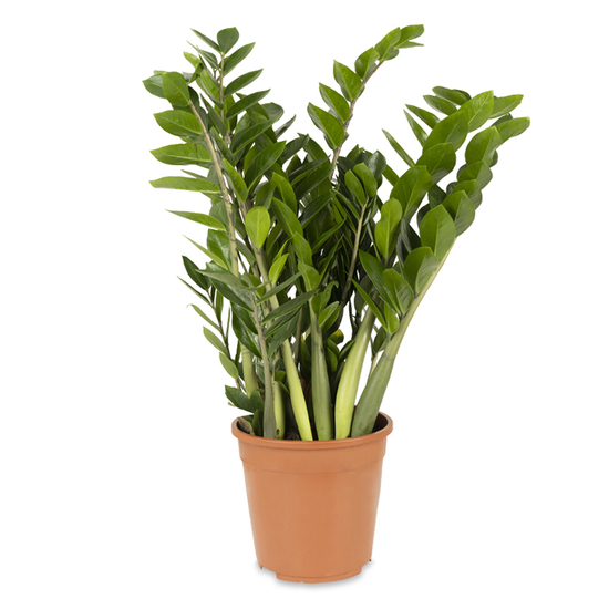 Zamioculcas zamiifolia / Agglegénypálma