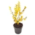 Forsythia x intermedia 'Lynwood'/ Aranyvessző