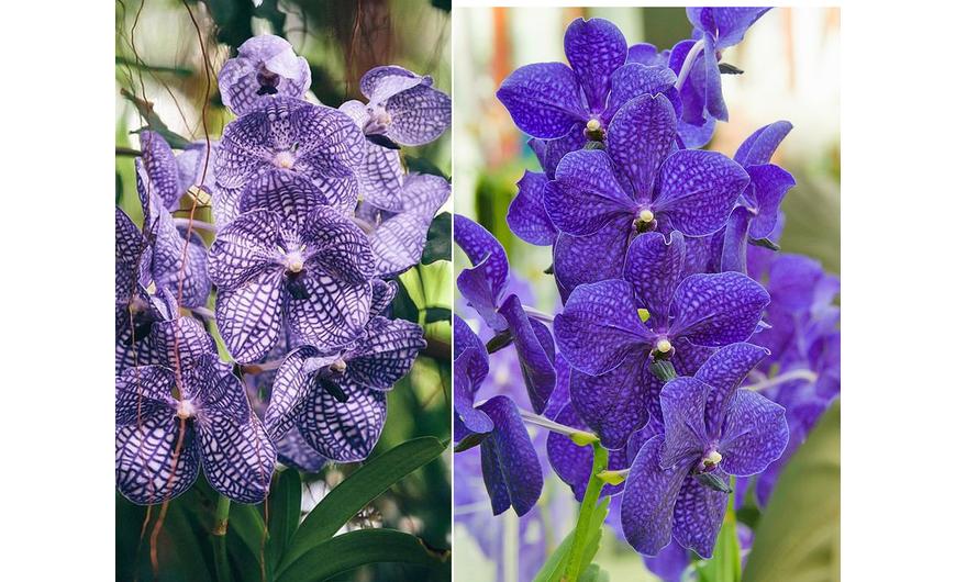 Az orchideák királynője - Cikk a Vanda orchideáról