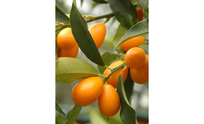 Citrusfélék - A kumquat