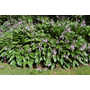Kép 3/3 - Hosta lancifolia / Lándzsalevelű árnyékliliom