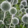 Kép 2/4 - Echinops bannaticus 'Blue Globe' / Szamárkenyér