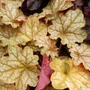 Kép 1/3 - Heuchera 'Ginger Ale' / Tűzeső