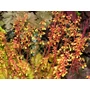 Kép 2/3 - Heuchera 'Ginger Ale' / Tűzeső