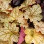 Kép 3/3 - Heuchera 'Ginger Ale' / Tűzeső
