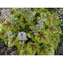 Kép 2/3 - Heuchera 'Stop Light' / Tűzeső