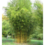 Kép 2/2 - Bambusa aurea / Arany bambusz