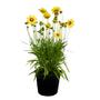 Kép 1/2 - Coreopsis grandiflora 'Sunkiss yellow' / Nagyvirágú menyecskeszem