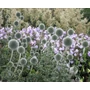 Kép 1/4 - Echinops bannaticus 'Blue Globe' / Szamárkenyér