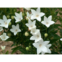 Kép 3/3 - Platycodon grandiflorus / Fehér virágszínű léggömbvirág