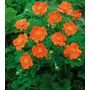 Kép 1/2 - Geum coccineum / Skarlátvörös gyömbérgyökér