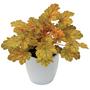 Kép 1/3 - Heuchera 'Ginger Ale' / Tűzeső