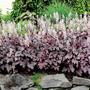 Kép 2/3 - Heuchera 'Plum Cascade' / Tűzeső