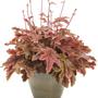 Kép 1/2 - Heuchera 'Red Rover' / Tűzeső