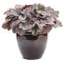 Kép 1/2 - Heuchera 'Silver Gumdrop' / Tűzeső