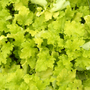 Kép 3/3 - Heuchera 'Lime Marmalade' / Tűzeső