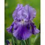 Kép 2/2 - Iris germanica / Kerti nőszirom