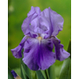 Kép 2/2 - Iris germanica / Kerti nőszirom