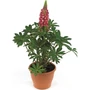 Kép 2/2 - Lupinus polyphyllus / Csillagfürt