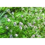 Kép 2/3 - Mentha spicata 'Crispa' / Fodormenta