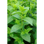 Kép 3/3 - Mentha spicata 'Crispa' / Fodormenta