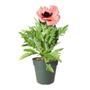 Kép 1/2 - Papaver orientale 'Gartenzwerg' / Díszpipacs