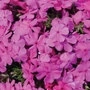 Kép 2/2 - Phlox subulata 'Drummond's Pink' / Rózsaszín virágú terülő lángvirág