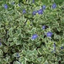 Kép 1/3 - Vinca major 'Variegata' / Télizöld, nagy meténg