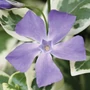 Kép 3/3 - Vinca major 'Variegata' / Télizöld, nagy meténg