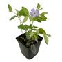 Kép 1/2 - Vinca minor / Kis meténg