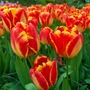 Kép 1/2 - Tulipa 'Banja Luka' / Tulipán
