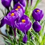 Kép 1/2 - Crocus 'Flower Record' / Krókusz