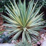 Kép 1/2 - Yucca gloriosa 'Variegata' / Pálmaliliom