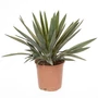 Kép 2/2 - Yucca gloriosa 'Variegata' / Pálmaliliom