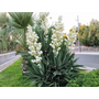 Kép 2/2 - Yucca gloriosa