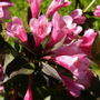 Kép 2/2 - Weigela florida 'Purpurea nana' / Törpe rózsalonc
