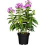 Kép 1/2 - Phlox paniculata 'Bright Eyes' / Bugás lángvirág