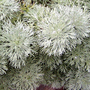 Kép 2/2 - Artemisia schmidtiana 'Silver Mound' / Japán üröm