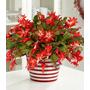 Kép 2/2 - Schlumbergera / Karácsonyi kaktusz