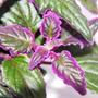 Kép 2/2 - Gynura scandens / Csüngő lilacserje 