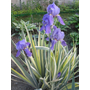 Kép 2/2 - Iris pallida 'Variegata' / Dalmát nőszirom