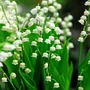 Kép 1/2 - Convallaria majalis / Májusi gyöngyvirág