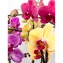 Kép 1/3 - Phalaenopsis / Lepkeorchidea, Pillekosbor (1 ágas)