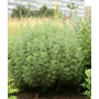 Kép 2/2 - Artemisia abrotanum / Ürömcserje, istenfa