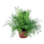 Kép 1/2 - Asparagus sp. / Szobai aszparágusz