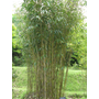 Kép 2/2 - Bambusa nana 'Longifolia' (Phyllostachys aurea) / Japán bambusz