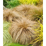 Kép 4/4 - Carex comans ‘Bronze Perfection’ / Bronz sás 
