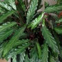 Kép 2/2 - Calathea rufibarba