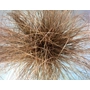 Kép 3/4 - Carex comans ‘Bronze Perfection’ / Bronz sás