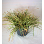 Kép 3/3 - Carex conica 'Hime Kansuge' / Japán törpesás